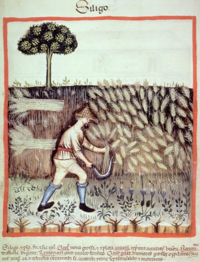 Ernte des Wintergetreides, Illustration aus Tacuinum Sanitatis Codex Vindobonensis von Italian School